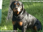 Deianira del bassogarda 